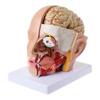 Jiulonerst-Human Anatomy Head Skull Brain Cerebral Artery Anatomical Model for Teaching
