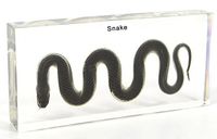 Water Snake Paperweights Specimen for Science Education Paperweight for Book for Office for Desk