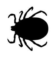 JS Artworks Tick Bug Insect Vinyl Decal Sticker (Black)