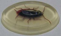 Cockroach Vegetable Glycerin soap
