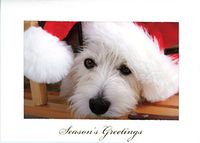 Season's Greetings Photo Insert Card by Plymouth Cards- Pkg 10 (Horizontal, White)