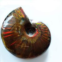 Rainbow Ammonite Fossil Cleoniceras Iridesce Ammonite Fossil ammolite Fossils specimens Madagascar