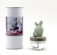 Cactus Diffuser Gift Set - Ocean Mist