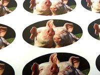 Minilabel Pack Of 30 , Pig Seals , 51X25mm Oval Seal Labels, Stickers For Gift Wrapping, Presents, Envelopes, Bags Or Cards