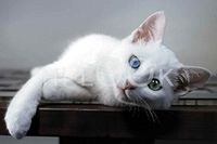 Hi-Look Microfiber Cleaning Cloth, cat design - Siamese