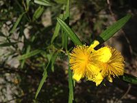 1 oz Seeds (Approx 140000 Seeds) of Hypericum prolificum, Shrubby St. John's Wort
