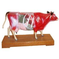 Veterinary Acupuncture Animal Model (Cow)