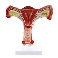LXX Female Reproductive System Anatomical Model Internal Reproductive System Structure Uterus Ovary Anatomy Gynecology Training Aid, Science Kits, Lab Supplies