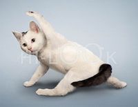 Hi-Look Microfiber Cleaning Cloth - Candy Triangle