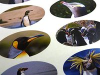 Minilabel Pack Of 30 Penguin 51X25mm Oval Seal Labels, Stickers For Craft, Decoration, Gift Wrapping, Presents, Envelopes, Bags Or Cards