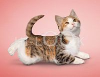 Hi-Look Microfiber Cleaning Cloth - Molly Cobra