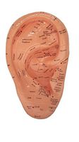 Ear Zone Model/Height 7"