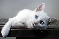 Kitten 240 21c 6 Artwork Micro Fiber Cleaning Cloth