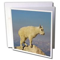 3dRose Mountain Goat, wildlife, Mt Evans, Colorado, USA Greeting Cards, 6" x 6", Set of 6 (gc_143108_1)