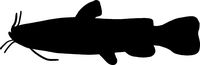 hBARSCI Flathead Catfish Vinyl Decal - 5 Inches - for Cars, Trucks, Windows, Laptops, Tablets, Outdoor-Grade 2.5mil Thick Vinyl - Black