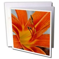 3dRose A macro photo of a day lily - Greeting Cards, 6 x 6 inches, set of 12 (gc_150235_2)