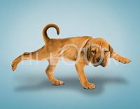 Hi-Look Microfiber Cleaning Cloth - Pansy