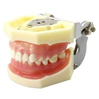 LXX Dental Periodontal Disease assort Tooth Teeth Typodont Study Teaching Model Cutable Suture Tooth Care Teaching Study Standard Tool Toy