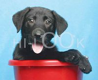 Hi-Look Microfiber Cleaning Cloth, dog design - Black Lab