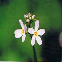 Dr Bach Water Violet Bach Flower Rem 10ml