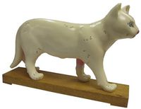 Cat Model/ Height 7"