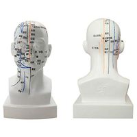 BIUYYY 19CM White Human Head Acupuncture Model Pressure Point and Meridians - for Acupuncturists and Other Medical Professionals