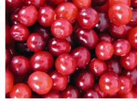 Cranberry Seed Oil 100% Pure Organic Cold Pressed 16 Oz