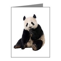 Note Card Panda Bear Youth