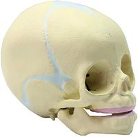 LXX Human Fetus Skull Anatomical Model - 30 Weeks Infant Skull Anatomical Model, Life Sized Realistic Replica of The Fetal Head for Medical Studying