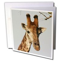 3dRose South African Giraffe head face sky background - Greeting Cards, 6 x 6 inches, set of 12 (gc_20123_2)
