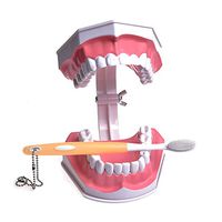 Large Dental Teeth Model (Drawable Pulling Lower Teeth) with Toothbrush (Random Color), for Kids Students Patients Exampling Teaching Studying