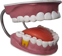 LXX Dental Teeth Model - Dental Teaching Anatomy Model Dental Adult Standard Teeth Demonstration Oral Model - for Teaching Studying Model for Dentist Student Children