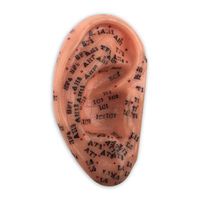 Human Ear Model with Acupuncture Points (5 inch (12.7cm))