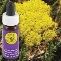 Flower Essence Services (FES) Golden Yarrow