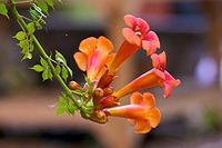 Trumpet Vine Flamenci Campsis radicans,Trumpet Climber. Trumpet Honeysuckle, Foxglove Vine, Hellvine, Devil's Shoestring, Cow Itch Vine Perennial, 40 f'Tall. Pollinator, Attract Hummingbirds 10 Seed