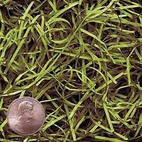 Green Tea VERYFINE Fine Cut Gift Basket Shred Paper Grass Filler Bedding (8oz Bag)