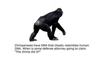 Blank Notecard - Chimp Did It