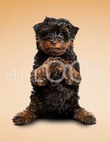 Hi-Look Microfiber Cleaning Cloth - Tobi