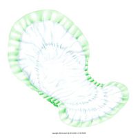 Dry Comfort Bladder Control Pads, Dry Comfort Night Pad Green, (1 CASE, 48 EACH)