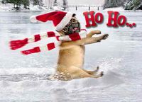 Avanti Press Christmas Cards, The Pug & the Frozen Pond, Count of 100 (32792)