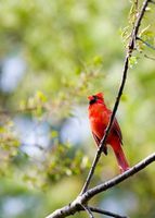 Cardinal in Spring Note Cards - 10 Cards and Envelopes