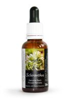 Scleranthus Bach Flower Remedy Large 30ml. Genuine Traditionally Made Essence