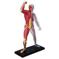 LXX Human Muscle and Skeleton Anatomy Model Detachable Anatomical Medical Teaching Model Puzzle Assembling Toys Games for Kids