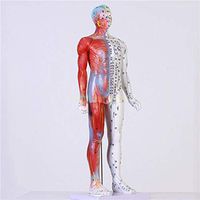 BIUYYY 85Cm Human Acupuncture Model - Pressure Point and Meridians - for Science Study Display Teaching