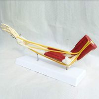 LXX Upper Limb Bone Model - Arm Bone Band Muscle Nerve Ligament Model -Human Anatomical Bone Joint Skeletal Muscle Scientific Anatomical Muscled Model for Medical Teaching Aid