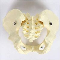 LXX Female Pelvis Skeleton Bone Model - 1:1 Life Size Adult Pelvis Skeleton Model - for Medical Teaching Training Aid, School Lab Supplies