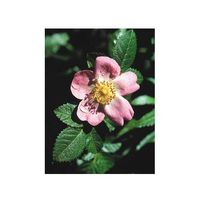 Flower Essence Services California Wild Rose Dropper Herbal Supplements, 0.25 Ounce