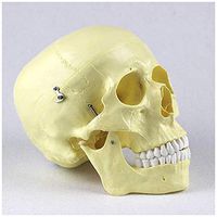 LXX Human Adult Skull Anatomical Model -Scientific Painted Life Size Skull Model Include Removable Skull Cap and Full Set of Teeth - for Medical Educational Training Aid