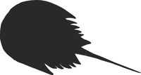 hBARSCI Horseshoe Crab Vinyl Decal - 5 Inches - for Cars, Trucks, Windows, Laptops, Tablets, Outdoor-Grade 2.5mil Thick Vinyl - Matte Black