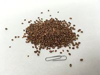 莱服子 | Radish Seed